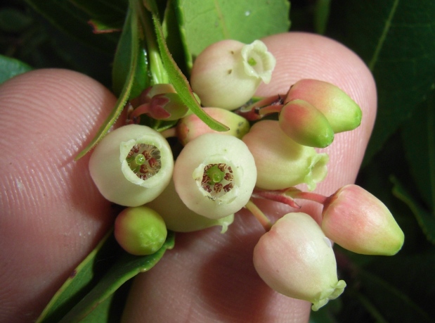 Arbutus unedo